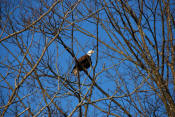 Eagle - Salem, Connecticut