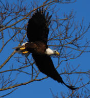 Eagle - Salem, Connecticut