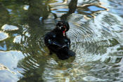 Washington DC National Zoo