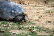 Washington DC National Zoo